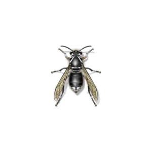 Bald-Faced Hornet identification in Kalamazoo |  Griffin Pest Solutions