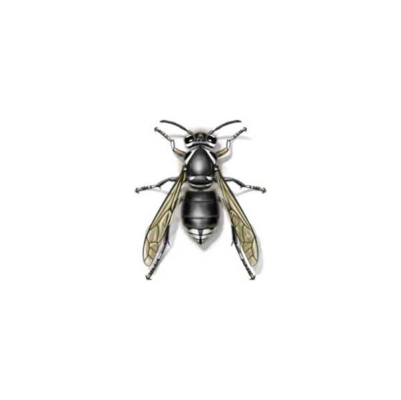 Bald-faced hornet illustration on a white background