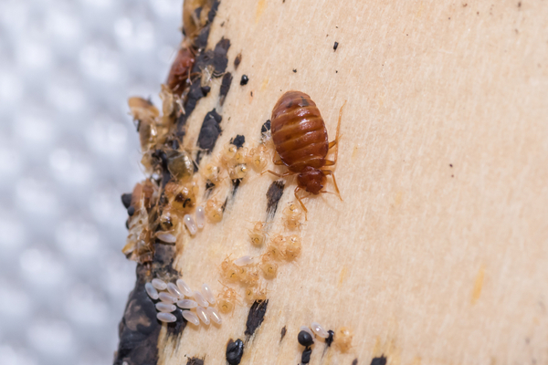 bed bug on a piece of furniture near its eggs and offspring