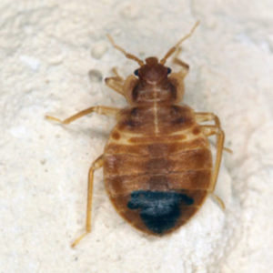 Bed Bug identification in Kalamazoo |  Griffin Pest Solutions