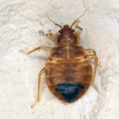 Closeup of a bed bug on the ground
