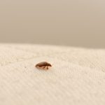 Bed bug on a mattress. How does bed bug heat treatment work?