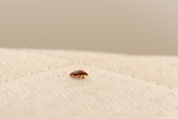 Bed bug on a mattress. How does bed bug heat treatment work?