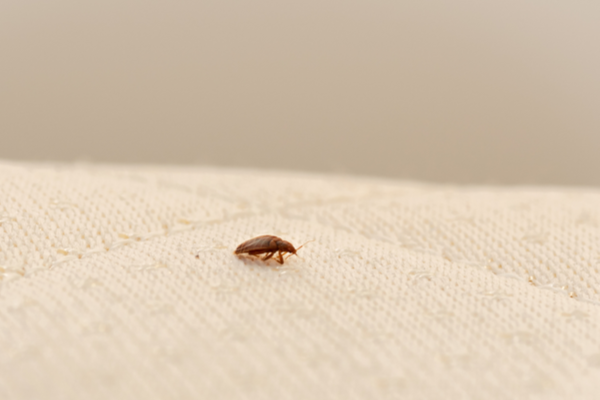 Bed bug on a mattress. How does bed bug heat treatment work?