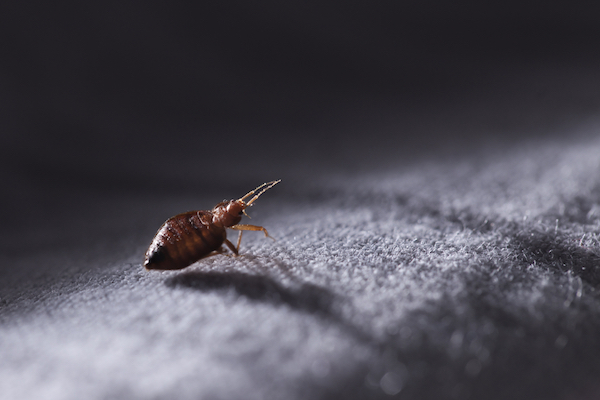 Bed bugs feed on their prey at night - Which pests become more active at night?