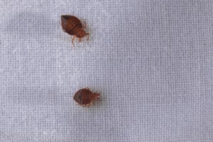 Bed bugs in a bedroom