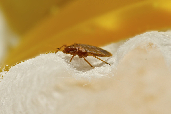 Bed bugs in your car probably got there by hiding on something you carried inside