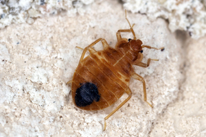 few pests are as upsetting as bed bugs