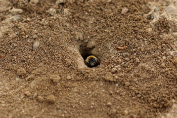 Some Michigan bees dig holes like this - to avoid getting stung, DON’T seal them!