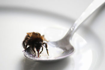 Bee drinking sugary drink - avoid sugar if possible to not tempt bees and avoid getting stung