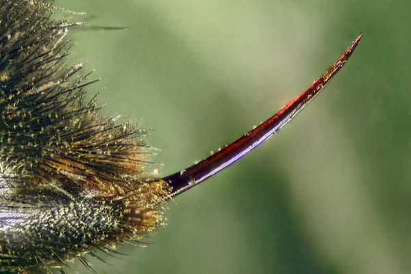 Closeup of a bee stinger.