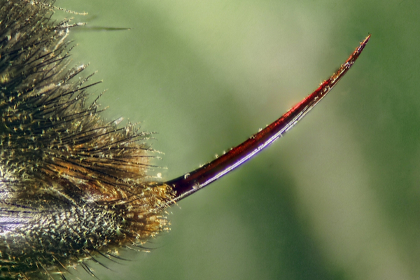 How does a bee stinger work?