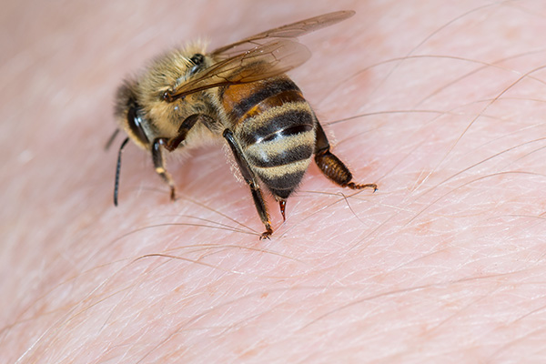 bee stings in Kalamazoo MI | Griffin Pest Solutions