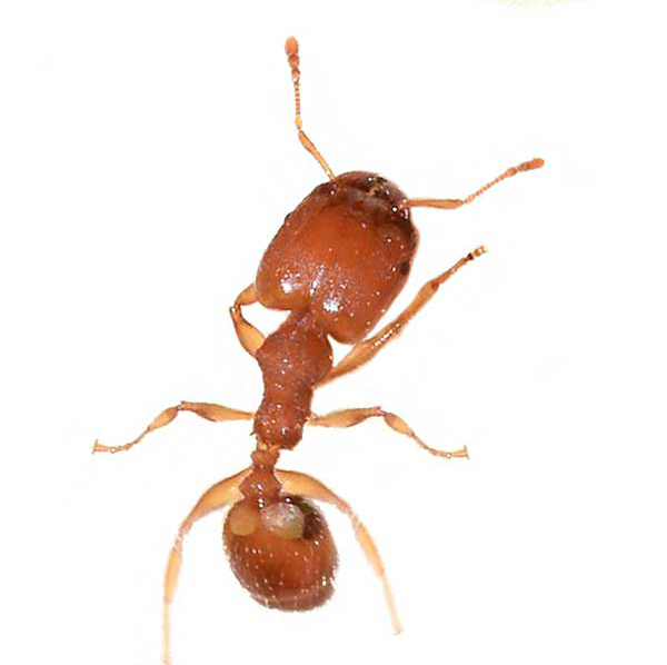 Bigheaded Ant identification in Kalamazoo |  Griffin Pest Solutions