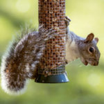 Keeping squirrels away from your bird feeder