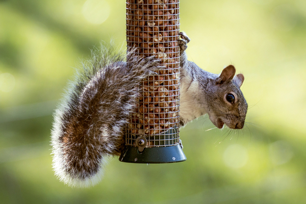 Keeping squirrels away from your bird feeder