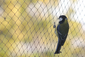 bird netting 