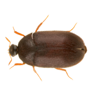 A black carpet beetle on a white background