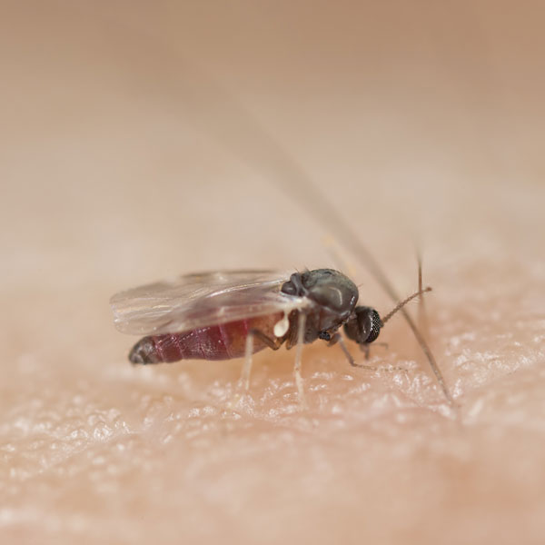 Black Fly identification in Kalamazoo |  Griffin Pest Solutions
