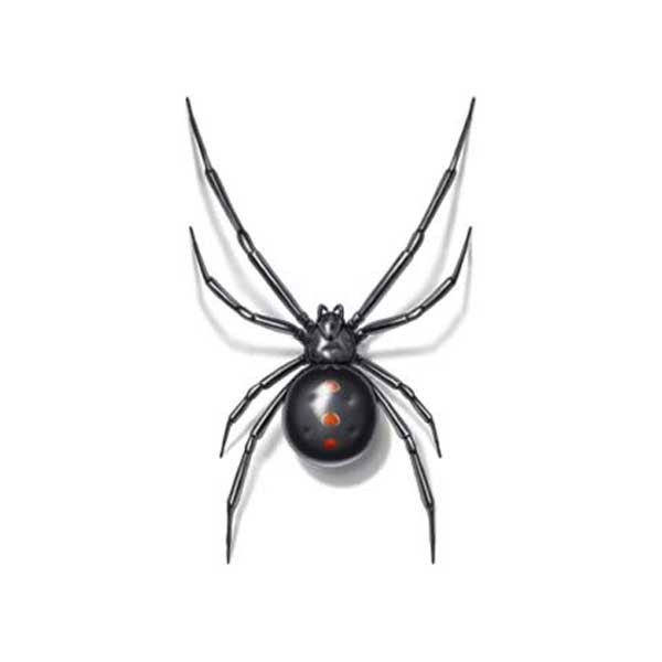 Black Widow identification in Kalamazoo |  Griffin Pest Solutions