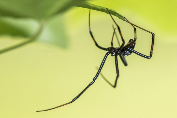 Black widows are considered the most venomous spider in North America