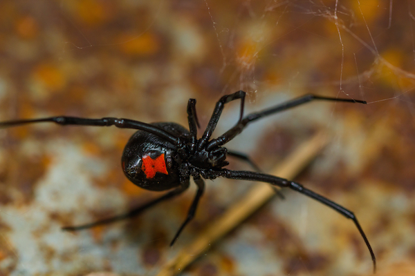 black widow spider