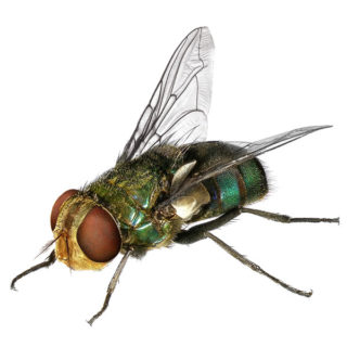 Blow fly on a white background