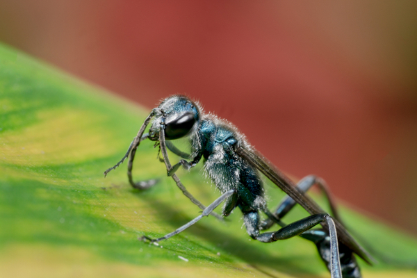 What is a blue mud wasp?