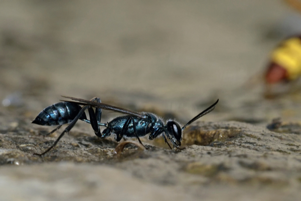 Are blue mud wasps dangerous?