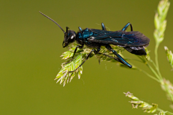 blue mud wasp close-up