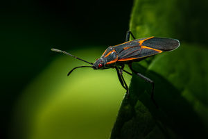 boxelder bugs