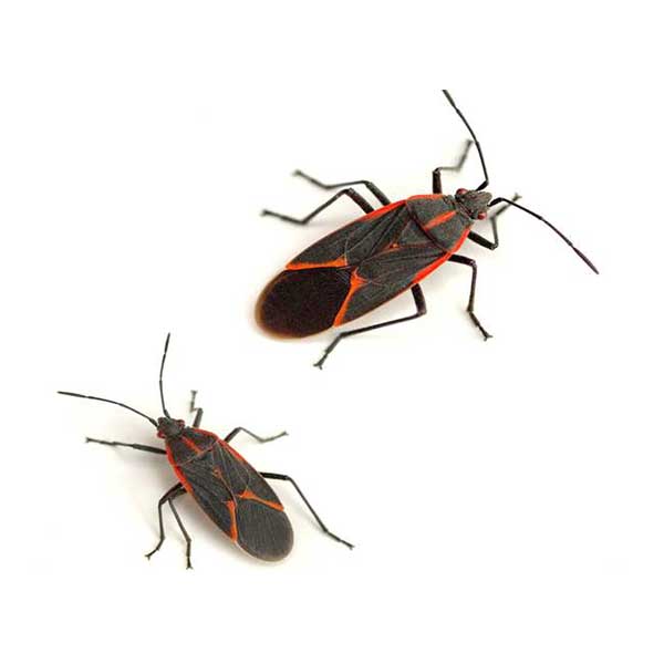 Boxelder bugs on a white background