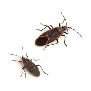 Boxelder Bug identification in Kalamazoo |  Griffin Pest Solutions