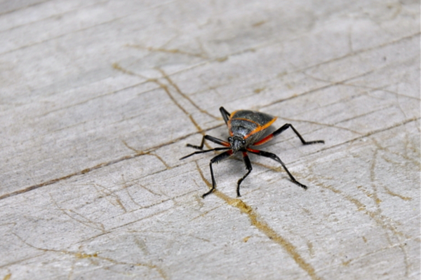 Boxelder bug on a hardwood floor