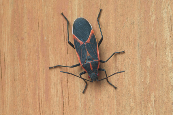 boxelder bugs