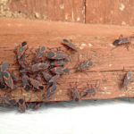 Boxelder Bug swarm on wood