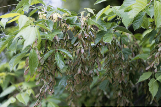 Boxelder seeds on a boxelder tree