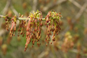 why boxelders return in spring