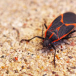 Boxelder bug on a granite countertop