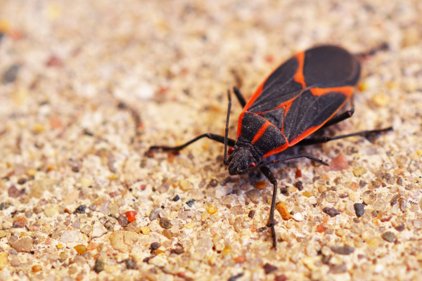 Boxelder bug on a granite countertop