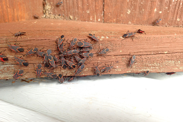 Swarm of boxelder bugs on wood