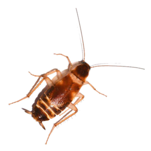 Brown-Banded Cockroach identification in Kalamazoo |  Griffin Pest Solutions