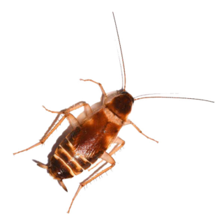 Brown-banded cockroach on a white background