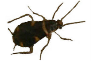 At ½ an inch long, Brown-banded cockroaches are nearly as small as German cockroaches