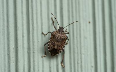 a brown marmorated stink bug climbs up a wall to get into a michigan house