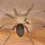 Brown Recluse Spider close-up