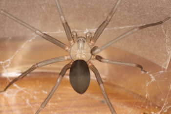 Brown Recluse Spider close-up