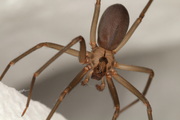 Brown recluse spider