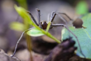 the brown recluse spider may be active in late summer and early fall