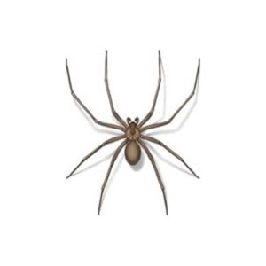 Brown Recluse Spider identification in Kalamazoo |  Griffin Pest Solutions